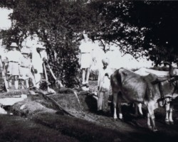 The closest neighbor of the estate – Bajban (standing next to the oxen) at his well in the so-called Mały Lasek – a favorite meeting place for the youngest Polish children, Balachadi village, 1943; source: from the collection of Wiesław Stypuła The closest neighbor of the estate – Bajban (standing next to the oxen) at his well in the so-called Mały Lasek – a favorite meeting place for the youngest Polish children, Balachadi village, 1943; source: from the collection of Wiesław Stypuła