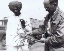 An embarrassing gift – a crustacean given as a gift to the commander of the settlement, Father Franciszek Pluta (on the right), Balachadi; source: from the collection of Wiesław Stypuła An embarrassing gift – a crustacean given as a gift to the commander of the settlement, Father Franciszek Pluta (on the right), Balachadi; source: from the collection of Wiesław Stypuła