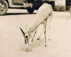 Morning breakfast of the favorite of the residents of the estate – Basia's deer, Balachadi; source: from the collection of Wiesław Stypuła Morning breakfast of the favorite of the residents of the estate – Basia's deer, Balachadi; source: from the collection of Wiesław Stypuła