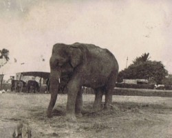 An Indian elephant on the streets of Kolhapur; source: private collection of Jerzy Szczawiński An Indian elephant on the streets of Kolhapur; source: private collection of Jerzy Szczawiński