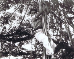 The boys' favorite pastime during school breaks – Stanisław Walas climbing the vines of the school banyan tree; source: from the collection of Wiesław Stypuła The boys' favorite pastime during school breaks – Stanisław Walas climbing the vines of the school banyan tree; source: from the collection of Wiesław Stypuła