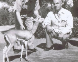 Delegate of the Ministry of Religious Denominations and Public Enlightenment – Michał Goławski (squatting) during a school visit, next to him is priest Franciszek Pluta… and a deer Basia, Balachadi, 1945; source: from the collection of Wiesław Stypuła Delegate of the Ministry of Religious Denominations and Public Enlightenment – Michał Goławski (squatting) during a school visit, next to him is priest Franciszek Pluta… and a deer Basia, Balachadi, 1945; source: from the collection of Wiesław Stypuła