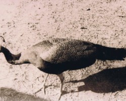 A tame peacock from Ferdynand Burdze's mini-farm, Balachadi; source: from the collection of Wiesław Stypuła A tame peacock from Ferdynand Burdze's mini-farm, Balachadi; source: from the collection of Wiesław Stypuła