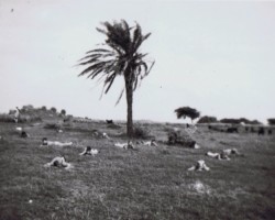 Polish scouts learning to crawl during field activities; source: from the collection of Wiesław Stypuła Polish scouts learning to crawl during field activities; source: from the collection of Wiesław Stypuła