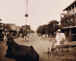 "Holy" cows resting on the street in Jamnagar; source: from the collection of Wiesław Stypuła "Holy" cows resting on the street in Jamnagar; source: from the collection of Wiesław Stypuła