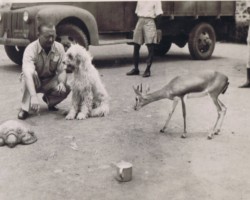 The children's neighborhood pets: Abu the dog, Basia the deer, and the unnamed turtle, Balachadi; source: from the collection of Wiesław Stypuła The children's neighborhood pets: Abu the dog, Basia the deer, and the unnamed turtle, Balachadi; source: from the collection of Wiesław Stypuła