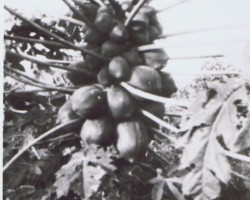 Papayas in the orchard garden at the summer residence of Maharaja Digvijaysinhji in Balachadi; source: from the collection of Wiesław Stypuła Papayas in the orchard garden at the summer residence of Maharaja Digvijaysinhji in Balachadi; source: from the collection of Wiesław Stypuła