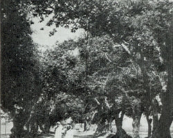 A walking alley near the housing estate in Valivade; source: Poles from India Association A walking alley near the housing estate in Valivade; source: Poles from India Association