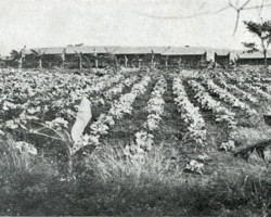 Farm of rural farming training courses for Polish refugees from the Valivade settlement; source: Poles from India Association Farm of rural farming training courses for Polish refugees from the Valivade settlement; source: Poles from India Association