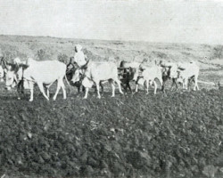 Plowing with oxen on a farm near the Valivade estate; source: Poles from India Association Plowing with oxen on a farm near the Valivade estate; source: Poles from India Association