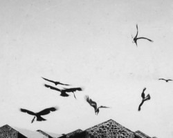 Birds over the Valivade settlement - an everyday sight for Polish refugees; source: Poles from India Association Birds over the Valivade settlement - an everyday sight for Polish refugees; source: Poles from India Association